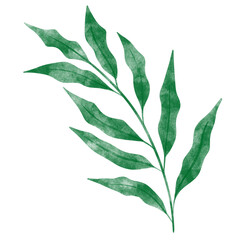 leaf in watercolor
