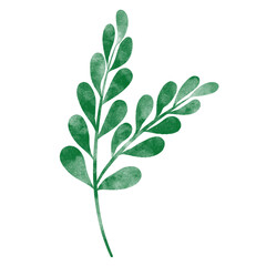 leaf in watercolor