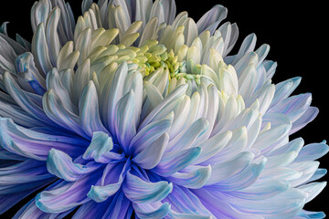 Beautiful blooming multycolor chrysanthemum flower isolated on black background. Studio close-up shot.