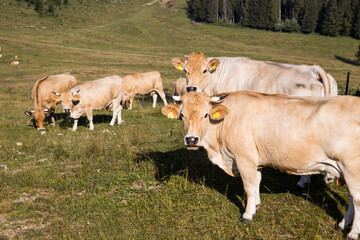 Husbandry with cows on an idyllic mountain landscape in Austria
