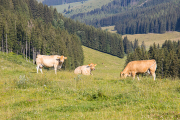 Husbandry with cows on an idyllic mountain landscape in Austria