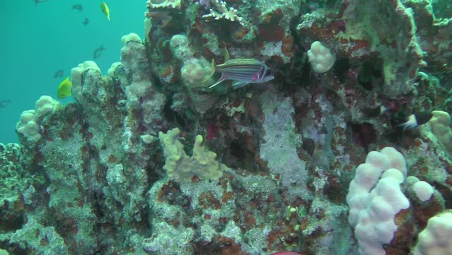 The camera slowly zooms in on Sammara squirrelfish (Neoniphon sammara) among coral thickets, close-up.