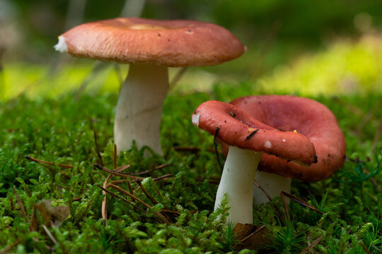 Edible mushroom Russula vinosa in the moss in the wet spruce forest. Mushroom with yellow-red cap and white stem. Autumn time, natural condition