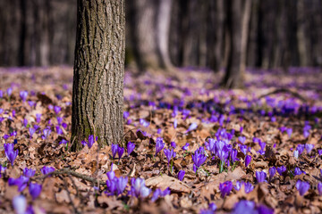 Idyllic forest after winter with lots of crocus flowers on the ground showing the first signs of...