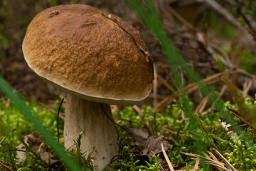 Calluna vulgaris known as Common Heather, ling, or simply heather and big edible mushroom - cep