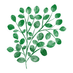 Obraz premium leaf in watercolor