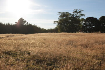 field of wheat grass summer trees
