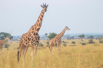 Giraffes at Murchison falls national park in Uganda
