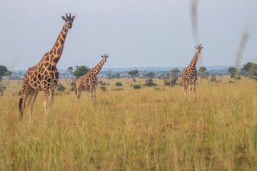 Giraffes at Murchison falls national park in Uganda