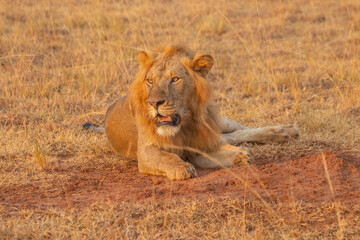 lions at Murchison falls national park in Uganda