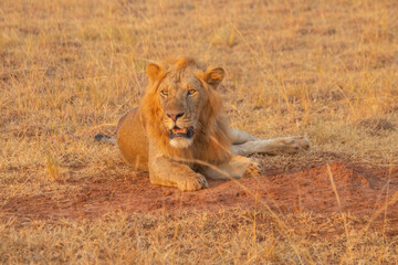 Fototapeta na wymiar lions at Murchison falls national park in Uganda
