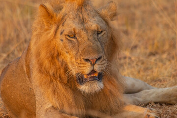 Fototapeta premium lions at Murchison falls national park in Uganda