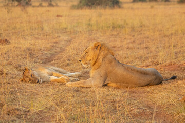 lions at Murchison falls national park in Uganda