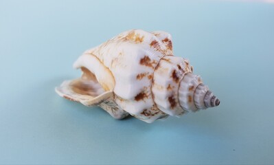 Close-up view of a single sea shell isolated on blue background