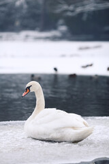 Fototapeta na wymiar A white swan in winter