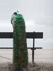 Fototapeta premium A Peacock on a Park Bench