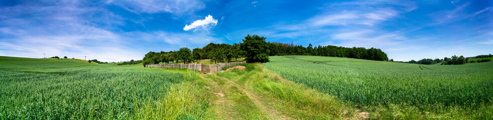 Fototapeta na wymiar panorama of a green summer field with a forest edge on the horizon