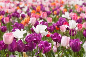 A Group of Tulips
