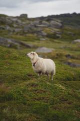 Naklejka premium Sheep in the mountains
