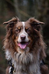 Brown Border Collie Dog Animal Pet Portrait 