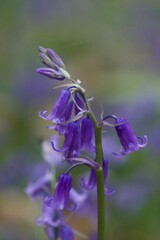 Bluebells in Close up
