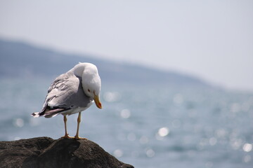 A white sea gull stands on a stone against the background of the blue sea in the sunlight. The seagull tilted its head, arching its neck.