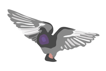 Flying gray dove isolated on white background Grey bird in front view with open wings Vector illustration in flat cartoon style Hand drawn icon