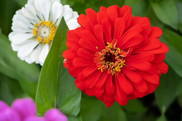 Beautiful floral background of blooming zinnias. Red flowers of Zinnia elegans, common zinnia or elegant zinnia in t garden