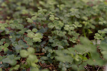 Abstract green background with three-leaved shamrock, clover. Natural textured foliage. Lush blue dark toned forest flowers. St.Patrick's day symbol