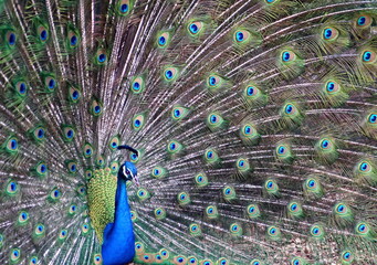 Obraz premium peacock with feathers out