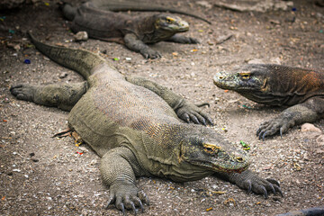 Komodo dragon is on the ground. Interesting perspective. The low point shooting. Indonesia. Komodo National Park. An excellent illustration.