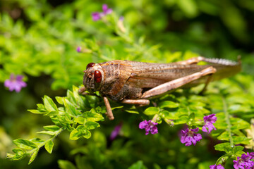 Grasshopper macro background in selective focus. Brown grasshopper on plant with green leaves and pink flowers.