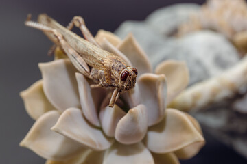 Macro background of big grasshopper in selective focus. Brown grasshopper on succulent plant. Grasshopper on isolated background.