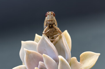 Grasshopper macro background isolated background. Selective focus of brown grasshopper looking over succulent plant.