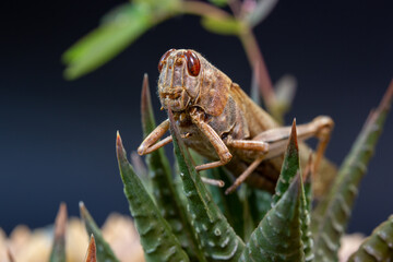 Grasshopper macro background isolated background. Selective focus of brown grasshopper peeking through thorny leaves.