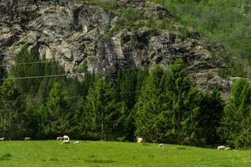 Flock of sheep in freedom in the countryside surrounded by mountains in the Norwegian wilderness.