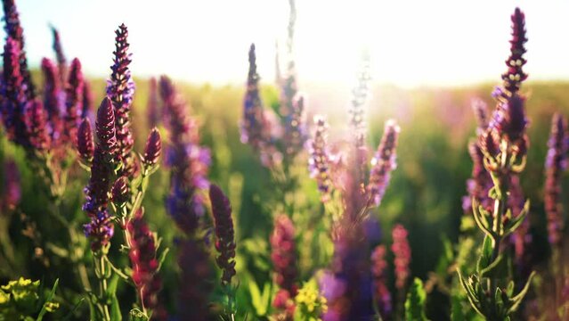 Close up view of growing lavender swaying on wind of purple and lilac flowers on field in nature outdoor under sun. Beautiful sunshine on background summer landscape and sun rays. Wildflowers.