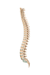 Accurate lateral or profile view of human spine bones or vertebrae isolated on white background 3D rendering illustration. Blank anatomical chart. Anatomy, medical, osteology concept.