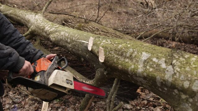 Chainsaw in action cutting wood. Man carving wood with a saw, dust and movements. Lumberjack chopping tree. Man cut trees using an electrical chainsaw. Lumberjack. Cutting tree.