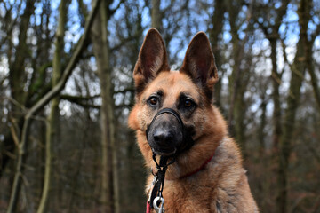 Brown German Shepherd Dog Animal Pet Portrait 