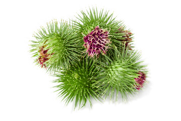 Thistle isolated on white background. cocklebur close-up. Weed grass.