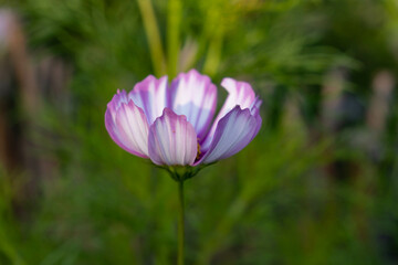 Obraz premium Delicate Cosmos flower in the garden. Stripped white and violet flowers with blurry background. Cosmos bipinnatus, garden cosmos, aster.
