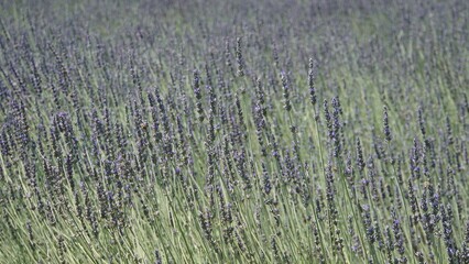 field of lavender