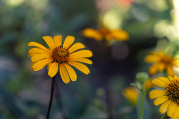 Aster, Asteraceae. Yellow flower in the garden. Blurry bokeh background.