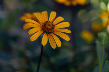 Aster, Asteraceae. Yellow flower in the garden. Blurry bokeh background.