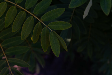 Dark green leaf background, abstract green texture. Acacia leaves. 
