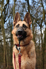 Brown German Shepherd Dog Animal Pet Portrait 
