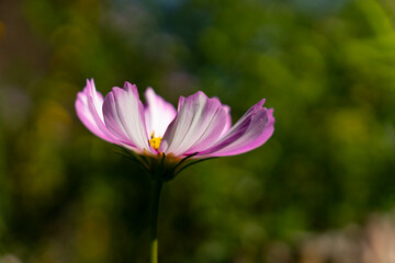 Fototapeta premium Delicate Cosmos flower in the garden. Stripped white and violet flowers with blurry background. Cosmos bipinnatus, garden cosmos, aster.
