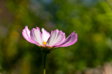 Fototapeta premium Delicate Cosmos flower in the garden. Stripped white and violet flowers with blurry background. Cosmos bipinnatus, garden cosmos, aster.