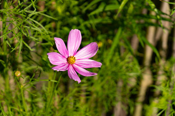 Delicate Cosmos flower in the garden. Stripped white and violet flowers with blurry background. Cosmos bipinnatus, garden cosmos, aster.